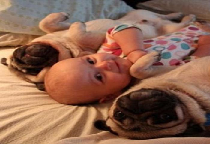 Lucunya Kelakuan Anjing dan Bayi Ini